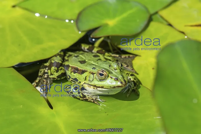 : Green frog (Pelophylax esculentus), Bavaria, Germany, Europe : Green frog (Pelophylax esculentus), Bavaria, Germany, Europe