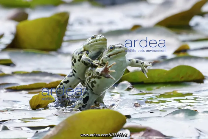 : Green frog (Pelophylax esculentus) biplane jumpi : Green frog (Pelophylax esculentus) biplane jumpi