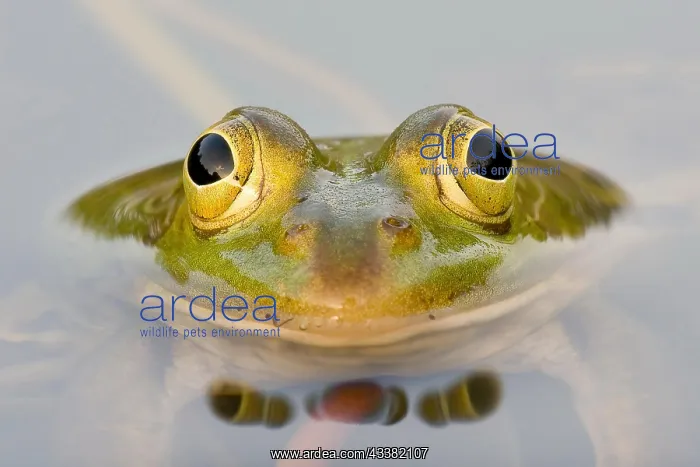 : Green frog (Pelophylax esculentus), frontal, detail : Green frog (Pelophylax esculentus), frontal, detail