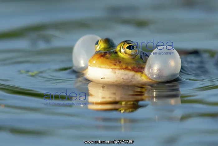: Green frog (Pelophylax kl. esculentus) (Pelophylax : Green frog (Pelophylax kl. esculentus) (Pelophylax