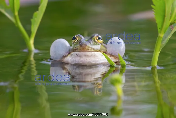 : Green frog (Pelophylax kl. esculentus) (Pelophylax : Green frog (Pelophylax kl. esculentus) (Pelophylax