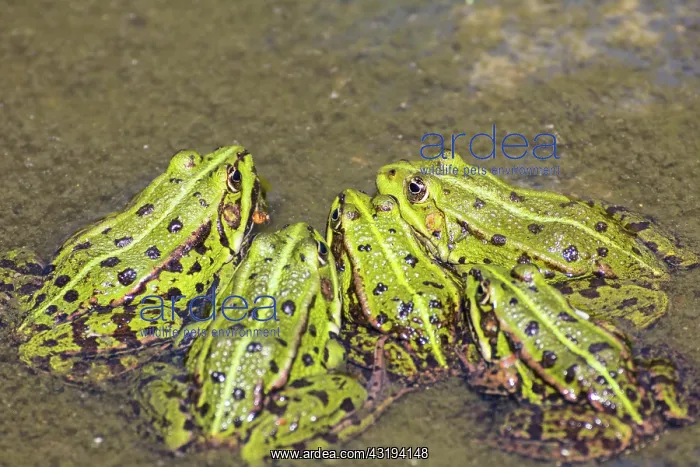 : Green frog (Pelophylax kl. esculentus), Zingst : Green frog (Pelophylax kl. esculentus), Zingst