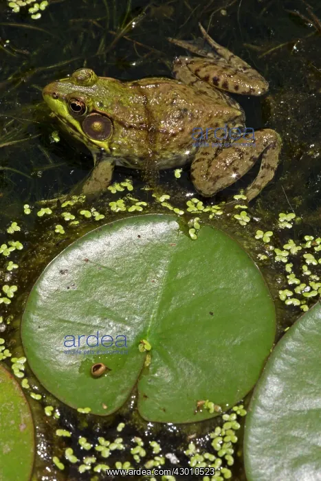 : Green Frog in pond : Green Frog in pond