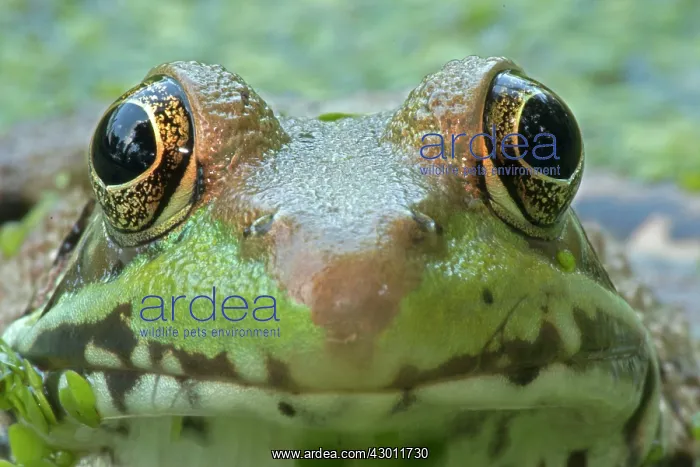 : Green Frog in pond : Green Frog in pond