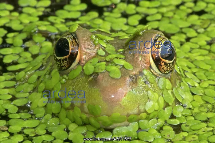 : Green Frog in pond : Green Frog in pond
