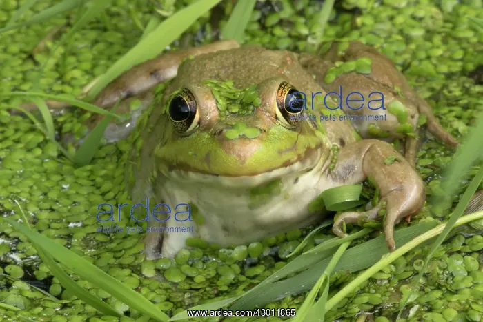 : Green Frog in pond : Green Frog in pond