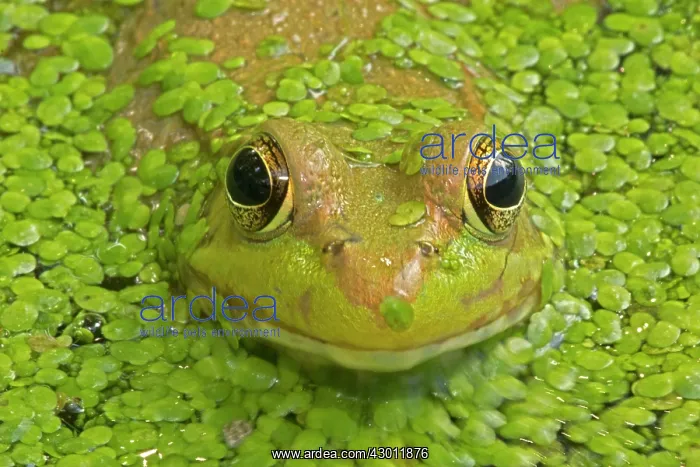: Green Frog in pond : Green Frog in pond