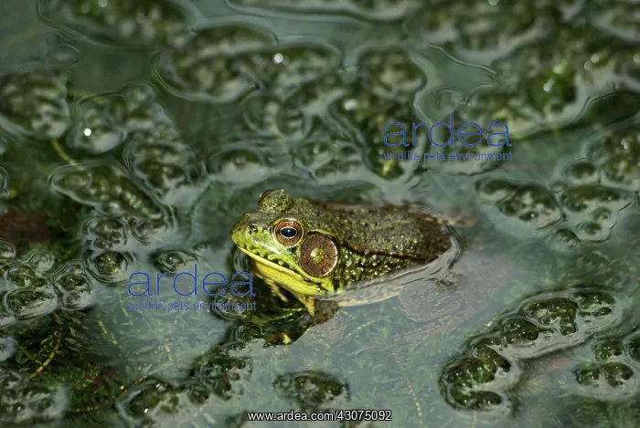: Green Frog in Pond : Green Frog in Pond