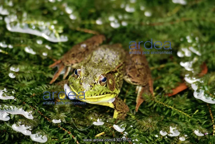 : Green Frog in Pond : Green Frog in Pond