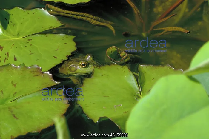 : Green frog in pond : Green frog in pond