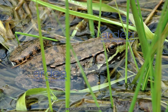 : Green Frog (Rana clamitans) : Green Frog (Rana clamitans)