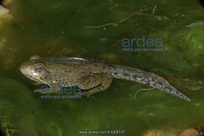  : Green Frog (Rana clamitans) - Nearly metamorphosed