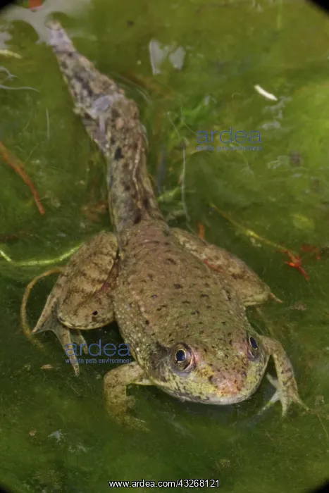 : Green Frog (Rana clamitans) - Nearly metamorphosed : Green Frog (Rana clamitans) - Nearly metamorphosed