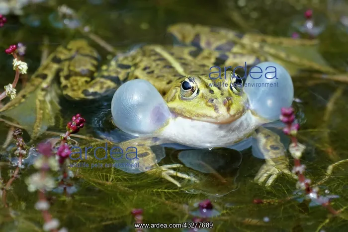 : Green frog (Rana esculenta) with sound bubble, France : Green frog (Rana esculenta) with sound bubble, France