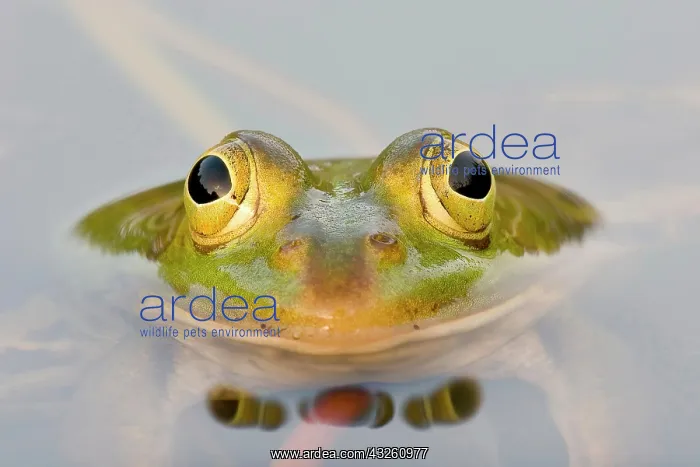 : Green frog (Rana esculenta) in the water, animal : Green frog (Rana esculenta) in the water, animal