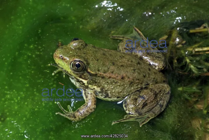 : Green Frog - Recently metamorphosed frog showing : Green Frog - Recently metamorphosed frog showing