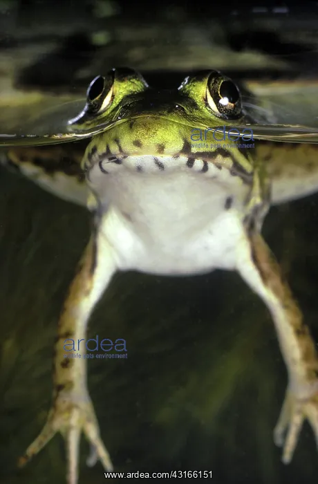 : Green Frog at Surface : Green Frog at Surface