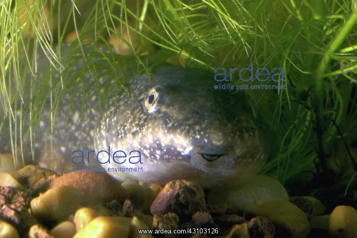 : Green Frog Tadpole : Green Frog Tadpole