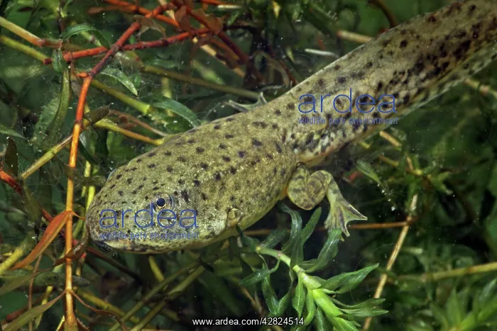 : Green Frog Tadpole - Intermediate stage tadpole