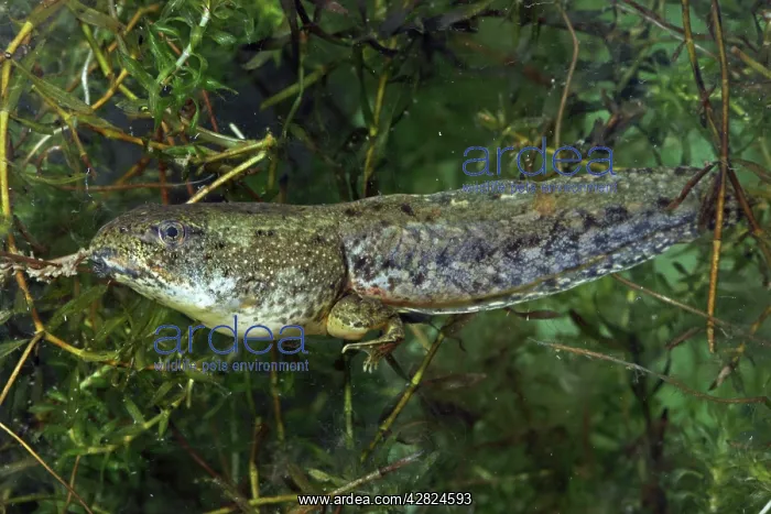 : Green Frog Tadpole - Intermediate stage tadpole : Green Frog Tadpole - Intermediate stage tadpole
