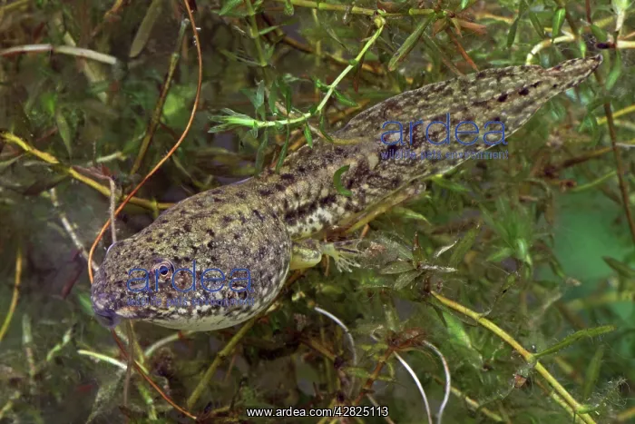 : Green Frog Tadpole - Intermediate stage tadpole : Green Frog Tadpole - Intermediate stage tadpole