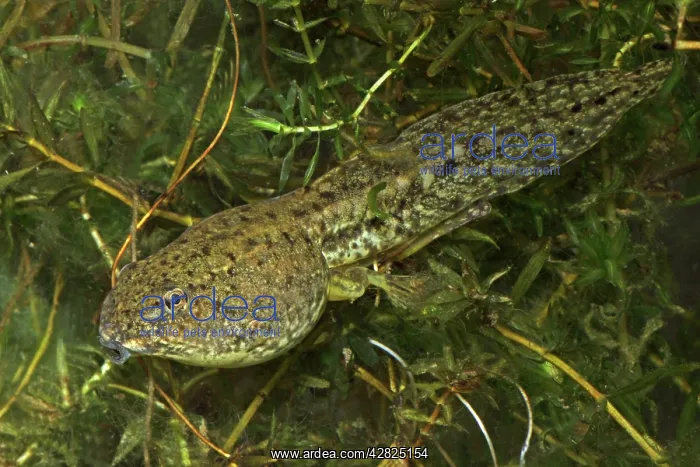 : Green Frog Tadpole - Intermediate stage tadpole : Green Frog Tadpole - Intermediate stage tadpole