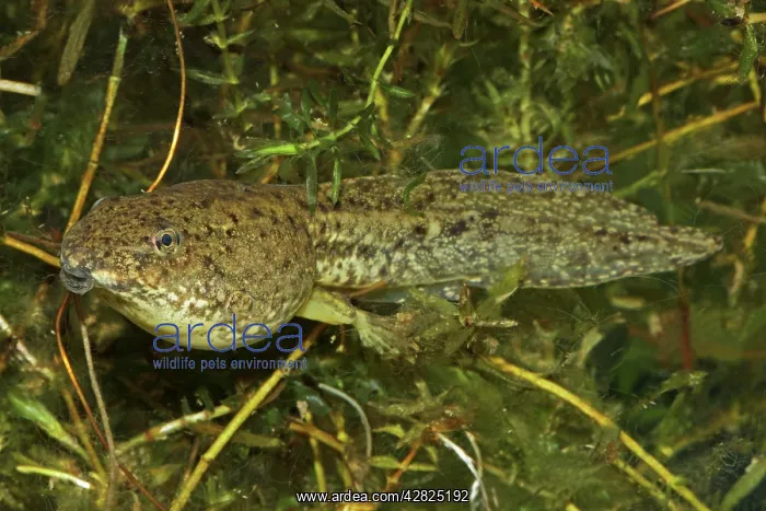 : Green Frog Tadpole - Intermediate stage tadpole : Green Frog Tadpole - Intermediate stage tadpole