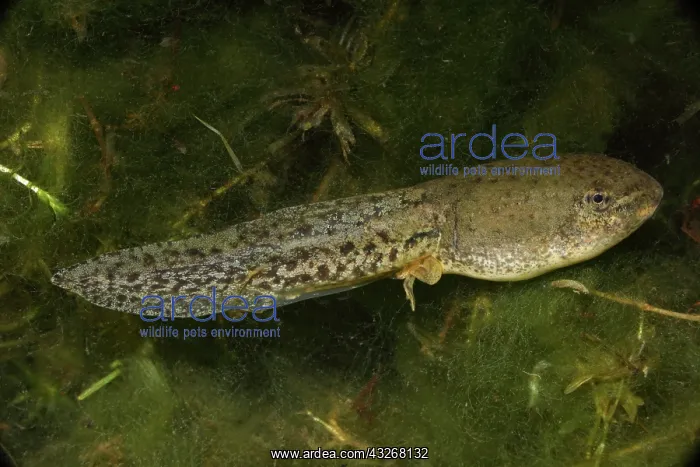 : Green Frog Tadpole (Rana clamitans) - Intermediate : Green Frog Tadpole (Rana clamitans) - Intermediate