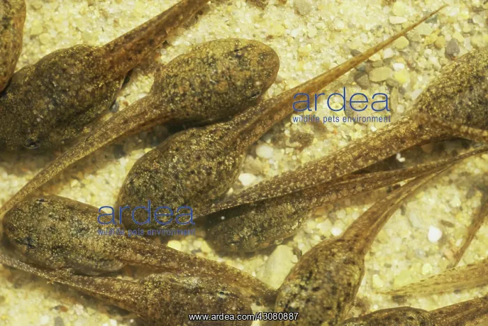 : Green Frog Tadpoles : Green Frog Tadpoles