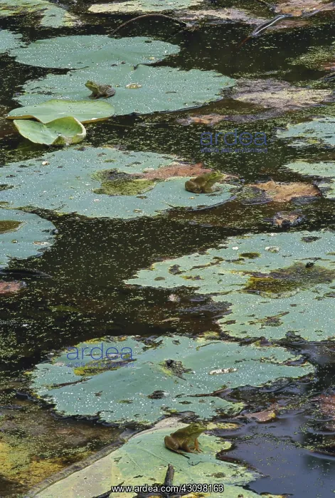 : Green Frogs : Green Frogs