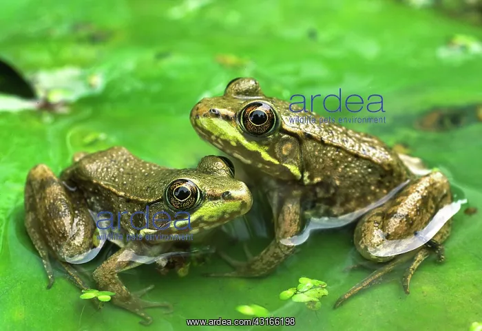 : Green Frogs : Green Frogs