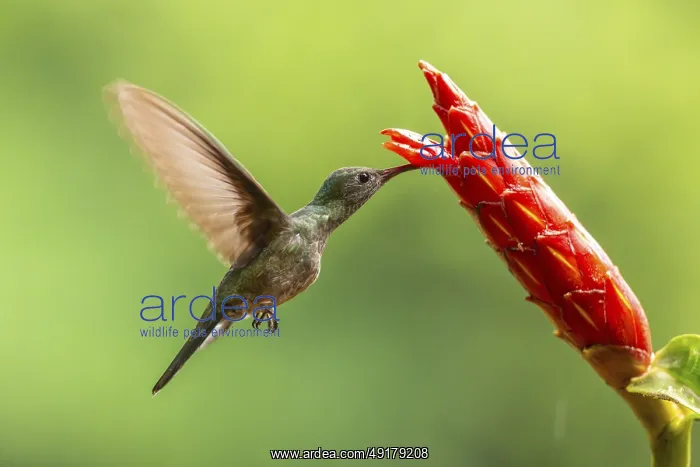 : Green-fronted Brilliant Hummingbird (Heliodoxa jacula) : Green-fronted Brilliant Hummingbird (Heliodoxa jacula)