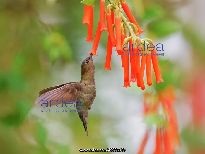 : Green Fronted Lancebill Hummingbird - feeding on : Green Fronted Lancebill Hummingbird - feeding on