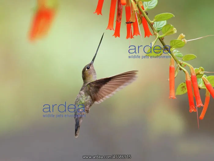 : Green Fronted Lancebill Hummingbird - feeding on : Green Fronted Lancebill Hummingbird - feeding on