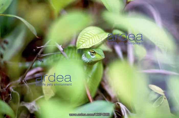 : Green Garden Lizard : Green Garden Lizard