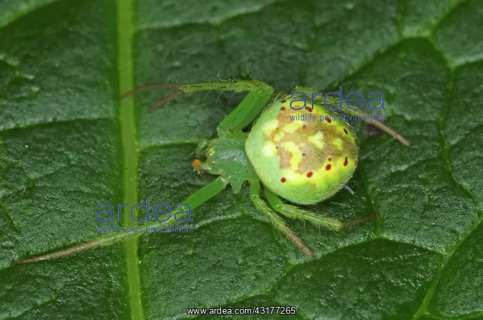 : Green Garden Spider : Green Garden Spider