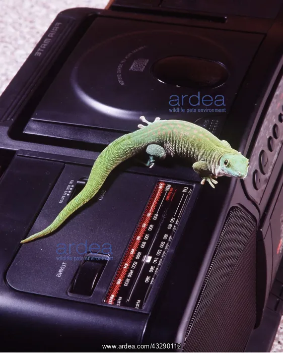 : Green gecko - on stereo (Gecko Blaster!) : Green gecko - on stereo (Gecko Blaster!)