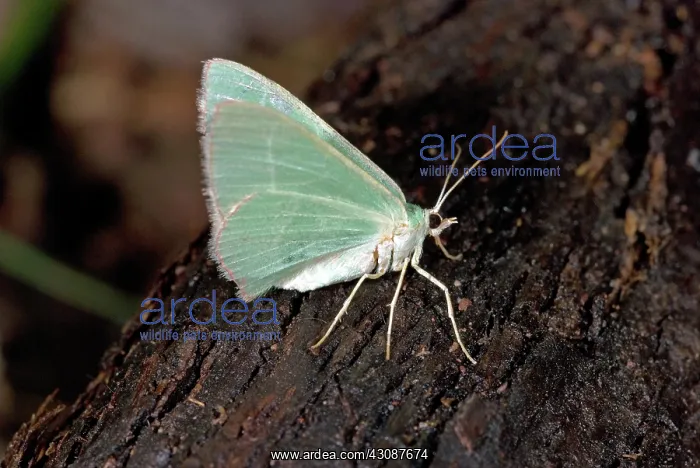 : Green Geometrid Moth : Green Geometrid Moth