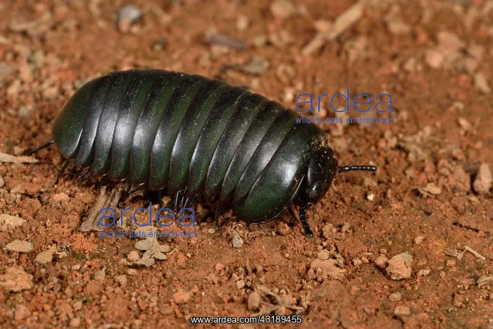 : Green Giant Pill-Millipede (Zoosphaerium sp), Andasibe : Green Giant Pill-Millipede (Zoosphaerium sp), Andasibe