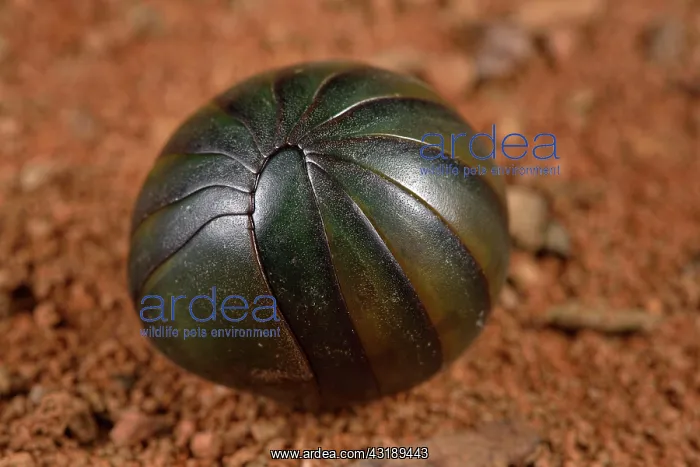 : Green Giant Pill-Millipede (Zoosphaerium sp) ball : Green Giant Pill-Millipede (Zoosphaerium sp) ball