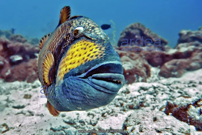 : Green giant triggerfish (Balistoides viridescens) : Green giant triggerfish (Balistoides viridescens)