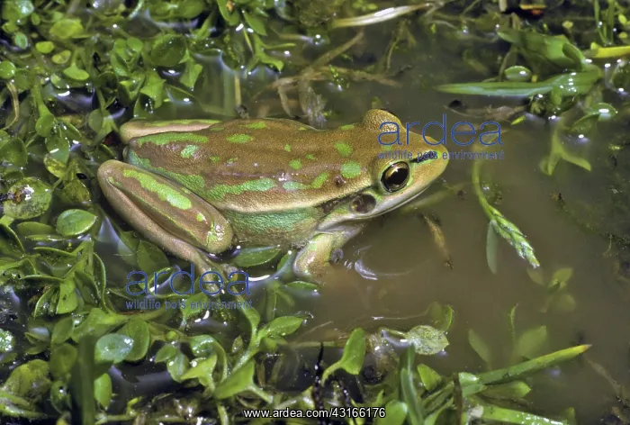 : Green & Gold Bell Frog : Green & Gold Bell Frog