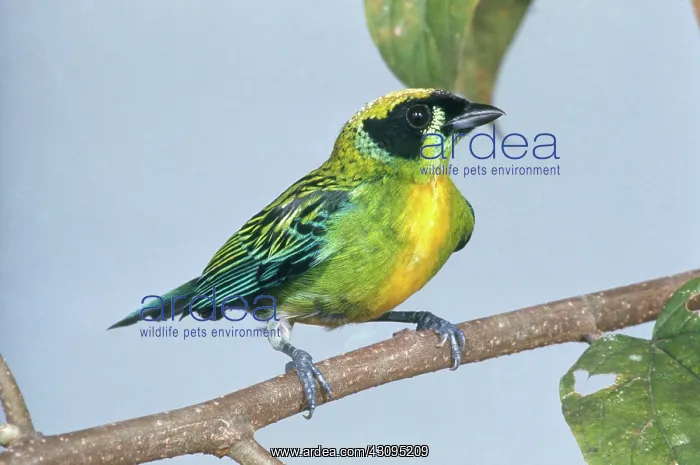 : Green and Gold Tanager : Green and Gold Tanager