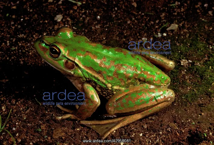 : Green and golden bell frog - vulnerable species : Green and golden bell frog - vulnerable species