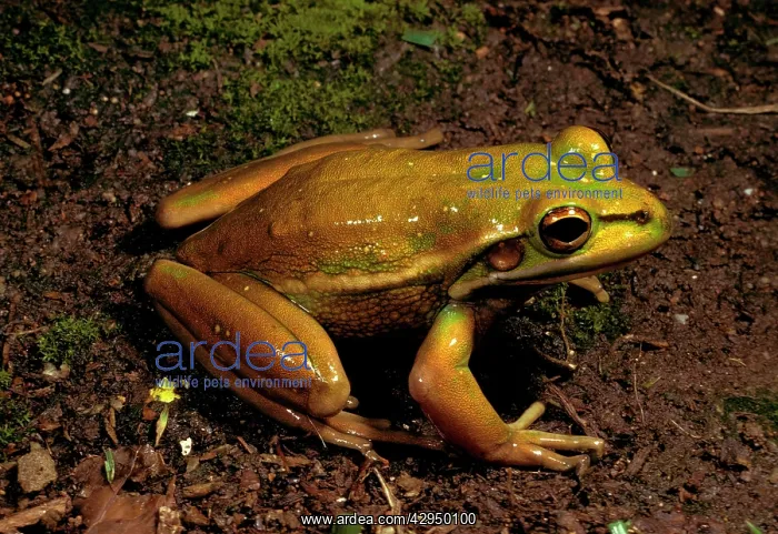 : Green and golden bell frog - vulnerable species : Green and golden bell frog - vulnerable species