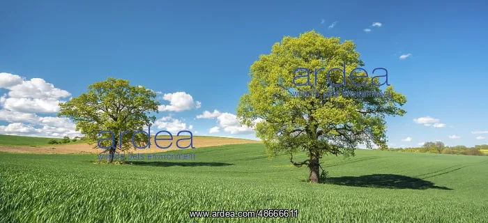 : Green grain field with large solitary oaks under a blue sky : Green grain field with large solitary oaks under a blue sky