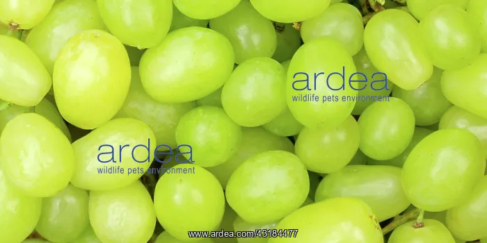  : Green Grapes Grape Grape Fruit Fruit Background