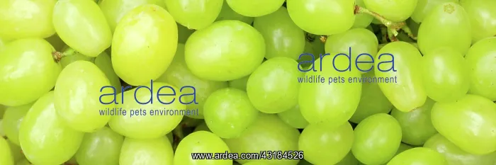 : Green Grapes Grape Grape Fruit Fruit Background : Green Grapes Grape Grape Fruit Fruit Background