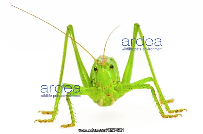  : Green grasshopper, great green bush cricket (Tettigonia