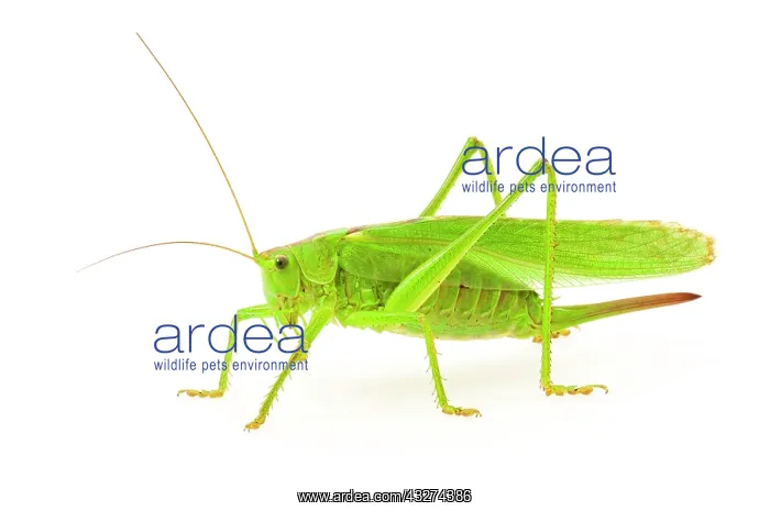 : Green grasshopper, great green bush cricket (Tettigonia : Green grasshopper, great green bush cricket (Tettigonia